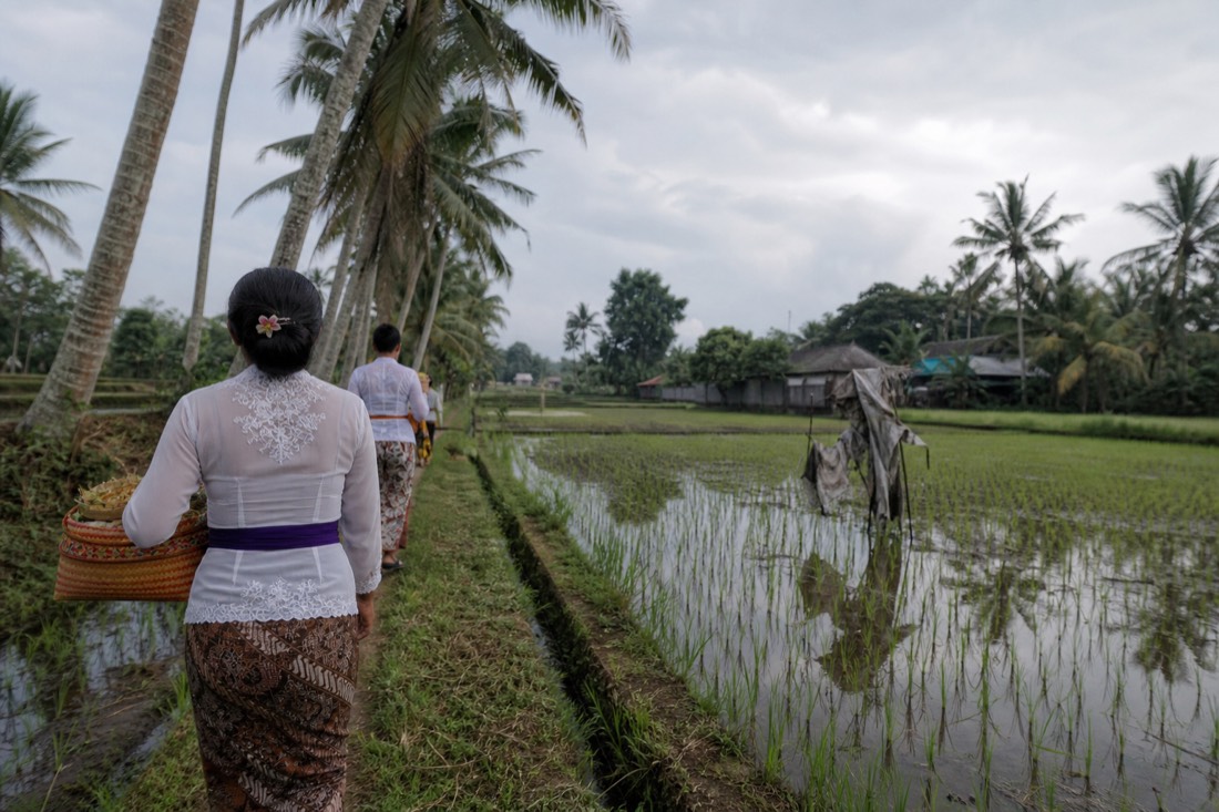 A path through the rice paddies near Ubud